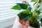 Diseases and pests, proper care for houseplant anthurium