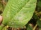 Diseases of soybean leaf