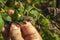 Diseases of tomatoes: late blight on the leaves