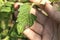 Diseases of tomatoes: late blight on the leaves