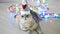 Disgruntled cat in a santa hat. Cat sees off the old year. Unhappy scottish fold cat in a funny hat.