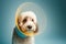 disgruntled dog in a protective cone, concept of Animal welfare and pet health, created with Generative AI technology