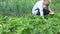 Dish full of strawberries and farmer woman picking berries in farm. 4K