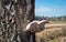 Dish-shaped mushroom growing on the trunk of a Scots pine tree