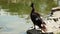 A dishelved black duck just standing in front a lake