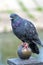 Disheveled wild urban pigeon sitting on a bronze ball