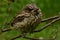 Disheveled young thrush bird sits calmly on a tree branch