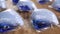 Dishwashing pods containing powder and blue gel. On a wooden surface.