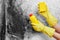 Disinfection of Aspergillus fungus. A hand in a yellow glove removes black mold from the wall in the apartment with a sponge. Dete