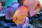 Diskus exotic fish aquarium animal exotic color