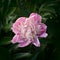 The dismissed flower of a peony