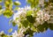 Dismissed white flowers of a blossoming apple-tree