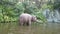 Disney elephant river nature pretty