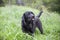 Disobedient dog pull a funny face - cute black Labrador, rude