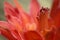 Disocactus red flower detail