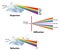 Dispersion, Diffraction, and Refraction properties of light