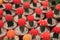 The display collection of miniature cactus plants with red head on small brown pots in minimal style design in the greenhouse