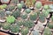 The display collection of miniature cactus plants on small brown pots in minimal style design inside botanical greenhouse garden