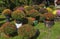 Display of colorful mums