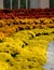 Display of colourful chrysanthemum flowers, in yellow, orange red and white, at Kew Gardens, London UK.