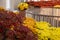 Display of colourful chrysanthemum flowers, in yellow, orange red and white, at Kew Gardens, London UK.