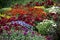 Display of fall mums