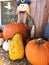 Display of Fall pumpkins and scarecrow decoration