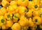 Display fresh yellow peppers in a supermarket