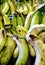 Display of green bunches of Bananas in a Grocery Store