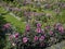 Display if summer flowering pink Dahlias in a sunken garden flower border
