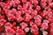 Display of mass of pink tulips, Keukenhof Gardens