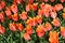 Display of orange tulips, Keukenhof Gardens