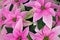 Display of  Pink Poinsettias at a Greenhouse