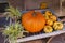 Display of Pumpkin, Gourds, Spider Plants