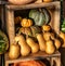 Display of pumpkins and squash vegetables