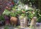 Display of reused chimney pots and pots in bloom