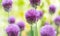 Display of Round-headed leek plants at Wisley Gardens flower festival