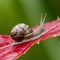 Display Snail crawling on a red leaf, garden wildlife close up