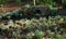 Display of Snowdrops in ground and growing on fallen tree trunk.