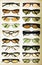 Display of sunglasses