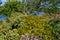 Display of wildflowers at Currimundi Lake Conservation Park