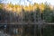 Displaying autumn coniferous forest in the water, lake, Czech Republic