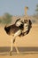 Displaying female ostrich - Kalahari desert