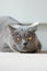 Displeased British cat portrait expressing the emotion of cunning or mistrust