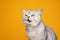 displeased cat meowing making funny face on yellow background