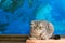Displeased Scottish fold cat on the background of a colored blue wall. Gray scottish fold cat close-up. Displeased