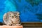 Displeased Scottish fold cat on the background of a colored blue wall. Gray scottish fold cat close-up. Displeased