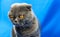 Displeased scottish fold cat on isolated blue colored background, portrait