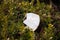 Disposable masks discarded on green plants