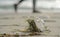 Disposable plastic cup discarded on sea coast ecosystem with walking people in background,polluted nature